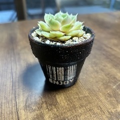 生活雑貨 家庭用品 ガーデニングの画像
