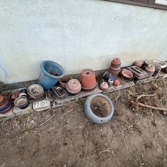 鉢植え