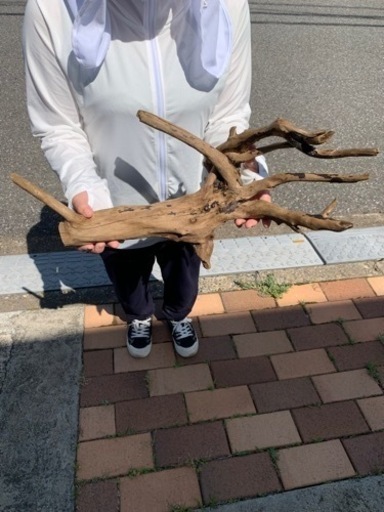 最終値下げ！流木、大きめで個性的なの４点セット！