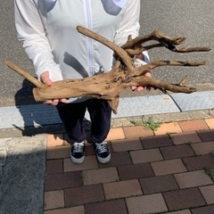 最終値下げ！流木、大きめで個性的なの４点セット！