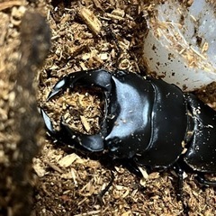 カブトムシ・クワガタ成虫、幼虫など