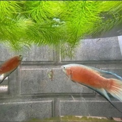 闘魚　ブルーフィンレッドフレームパラダイスフィッシュ1匹〜