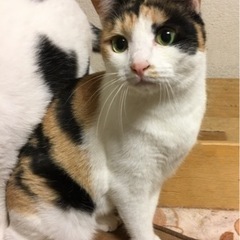三毛猫ちゃんの里親さん募集