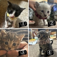 🍒もうすぐ1ヶ月の子猫兄弟ちゃん達🍒お話し中です