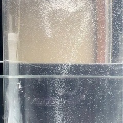 生き餌　　ゾウリムシ　　500ml➕αの画像