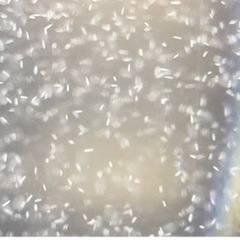 生き餌　　ゾウリムシ　　500ml➕αの画像