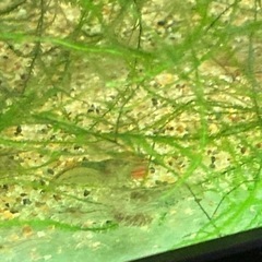 ミナミヌマエビ35匹
