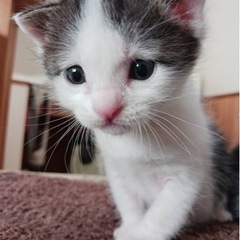 お陰様で里親様が決まりました。募集を終了します