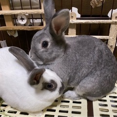 ミニウサギのメス2羽(4歳) 里親決まりました！