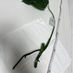 【A】モンステラ 挿し穂 挿木 インテリア 観葉植物