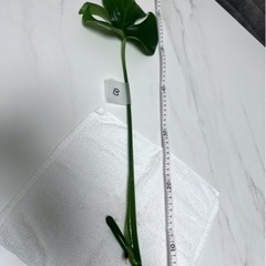 【B】モンステラ 挿し穂 挿木 インテリア 観葉植物