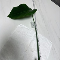 【C】モンステラ 挿し穂 挿木 インテリア 観葉植物