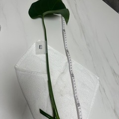 【E】モンステラ 挿し穂 挿木 インテリア 観葉植物