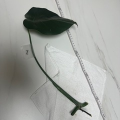 【I】モンステラ 挿し穂 挿木 インテリア 観葉植物