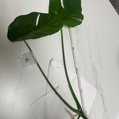 【K】モンステラ 挿し穂 挿木 インテリア 観葉植物