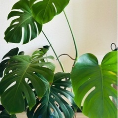 生活雑貨 家庭用品 ガーデニング