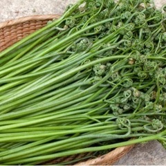 ⑤天然わらび山菜　取引き終了　1.2キロ　西川町産　食品