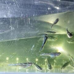 ミッドナイトフリルメダカ若魚20匹の画像