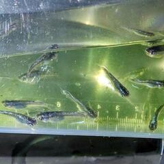 ミッドナイトフリルメダカ若魚20匹の画像