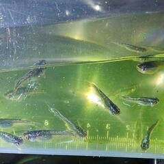 ミッドナイトフリルメダカ若魚20匹の画像