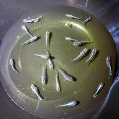 ミッドナイトフリルメダカ若魚20匹の画像