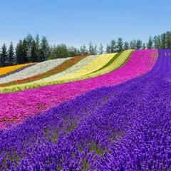 最終値❗【 航空券 】北海道便✈🍀福岡⇔北海道🏕の画像