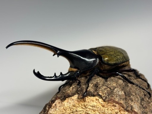 ヘラクレス　新成虫♂1♀2セット