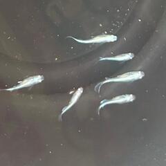 20匹 メダカ【幹之】成魚の画像