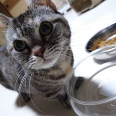 【募集停止中】とても人懐っこい小柄な女の子