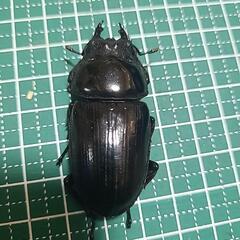 3  能勢YG オオクワガタ♀52mmの画像