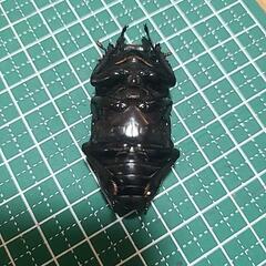 3  能勢YG オオクワガタ♀52mmの画像