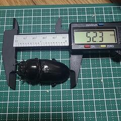 3  能勢YG オオクワガタ♀52mmの画像
