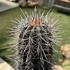 武倫柱　ブリンチュウ① 2苗抜き苗 楽天市場】【現品発送】サボテン 武倫柱(ブリンチュウ) 幹太 5号鉢植え