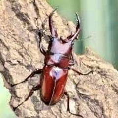 沖縄ノコギリクワガタ♂５センチサイズ⭐️