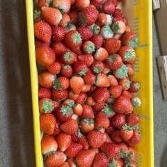 5月5日特別企画‼️とちあいかの画像