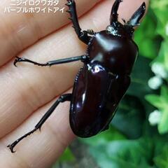 破格最終値引き! 新成虫ニジイロクワガタ パープルペア