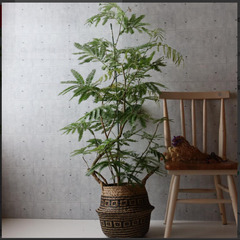 商談中】大型デザイナーズ植物 観葉植物 幹太 曲がり 株立ち 160