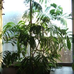 【商談中】大型デザイナーズ植物　観葉植物　幹太　曲がり　株立ち　...
