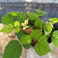 木苺　エビガライチゴ　苗