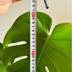 生活雑貨 家庭用品 ガーデニングの画像