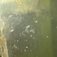 No,1 ブラインシュリンプの画像