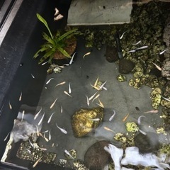 生活雑貨 家庭用品 ガーデニング