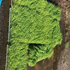 いくひかり