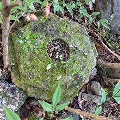 庭石　無料　引き取り限定の画像