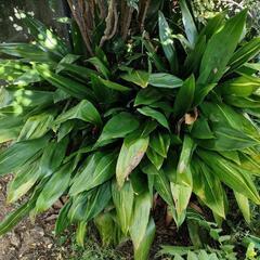 観葉植物　ハラン　(お好きな量だけお持ち帰りください。)　決済方...