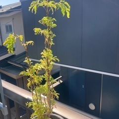 ポリシャス　鉢付き　　観葉植物の画像