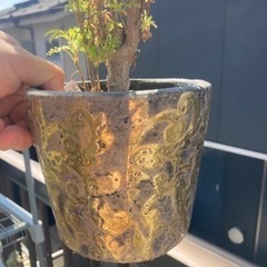 ポリシャス　鉢付き　　観葉植物の画像