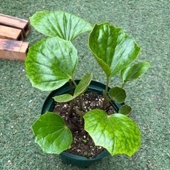 ツワブキ　スリット鉢植え