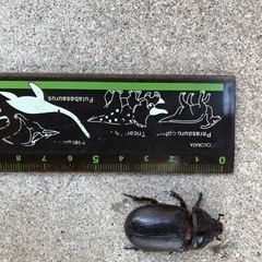 タイワンサイカブトペア　おまけ付き