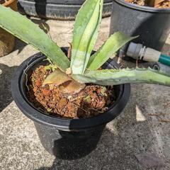 アガベ　竜舌欄